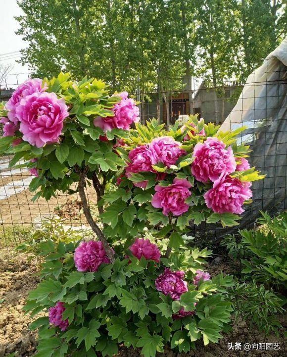 牡丹什么季节开花，菊花什么季节开花（种在花盆里的牡丹花，能养活吗）