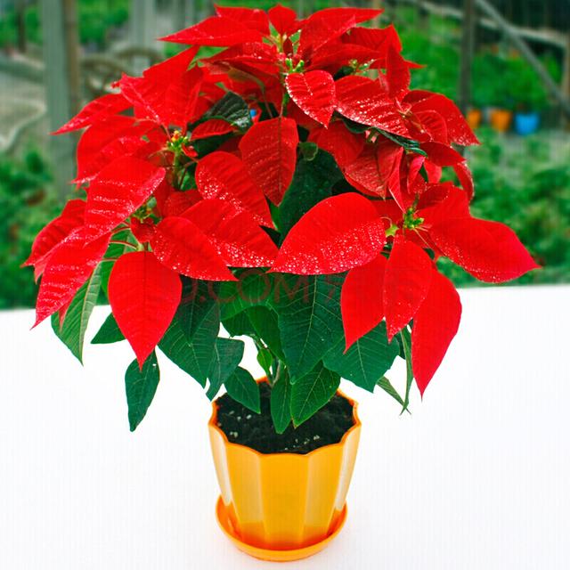 铃兰花有毒吗，铃兰花有毒吗 铃兰花适合放在室内养吗风铃花种植（8种“大毒花”）