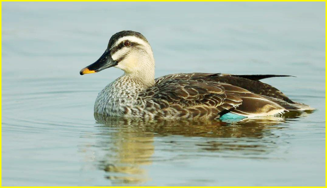 英文字母书写格式，大写的英文字母像什么