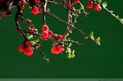 从容不迫的反义词，从容的反义词（气定神闲 道真）