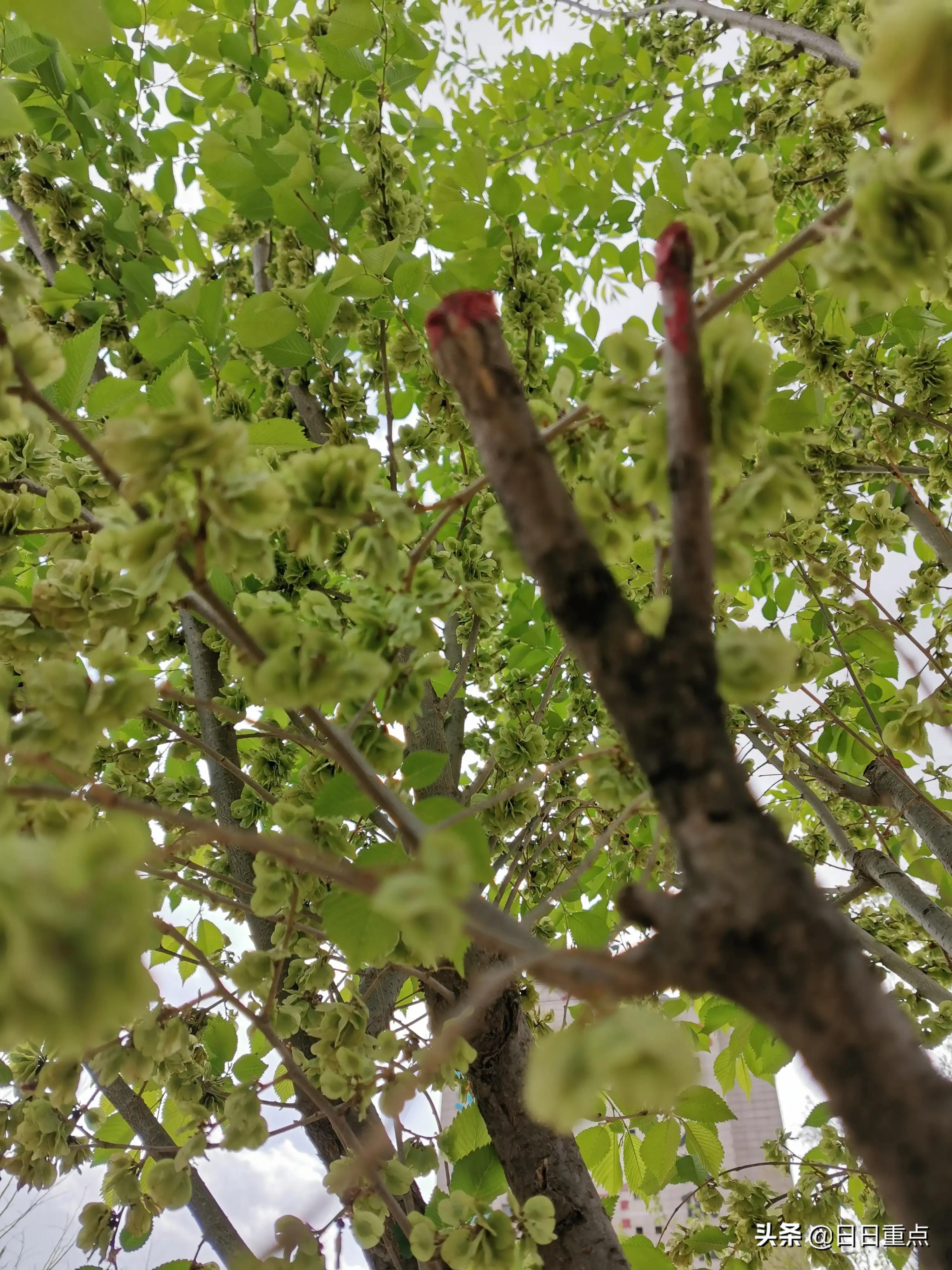 什么是白榆，白榆指的是什么动物（榆林的榆树）