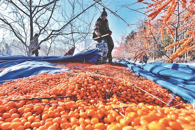 肝不好的人适合喝沙棘吗，沙棘不适合什么人群喝（不能再错过阿尔靳山沙棘原浆啦）