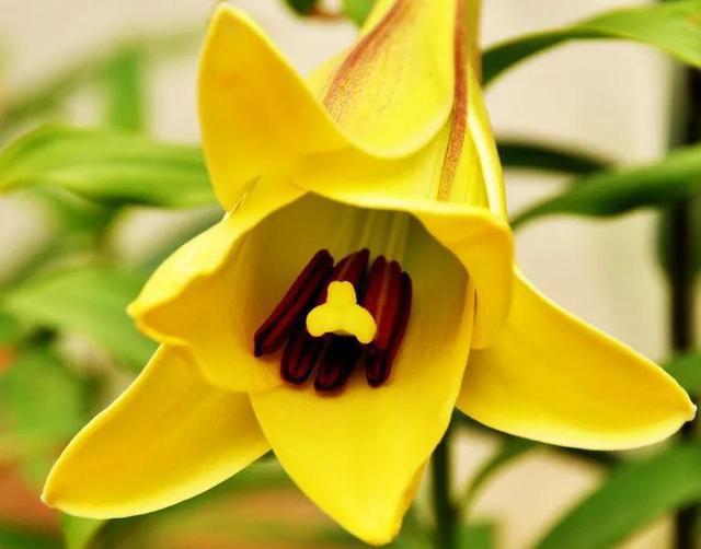 花是植物的什么器官，植物的六大器官是什么（生殖器官的进化）
