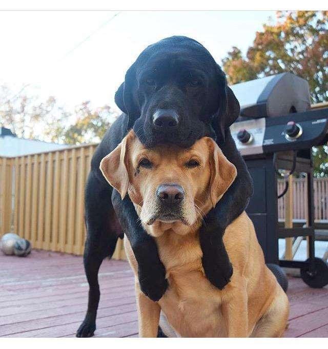 狗和人能生孩子吗，人跟狗会生出孩子吗（为啥狗狗会和母亲“近亲繁殖”）