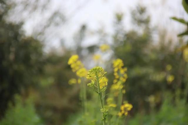 情人节日志大全，日记情人节祝福语大全[1]（2022年情人节的生活日记）