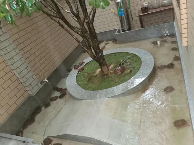 金钱龟，金钱龟什么价格，欢迎探讨（金钱龟的养殖方法和注意事项）