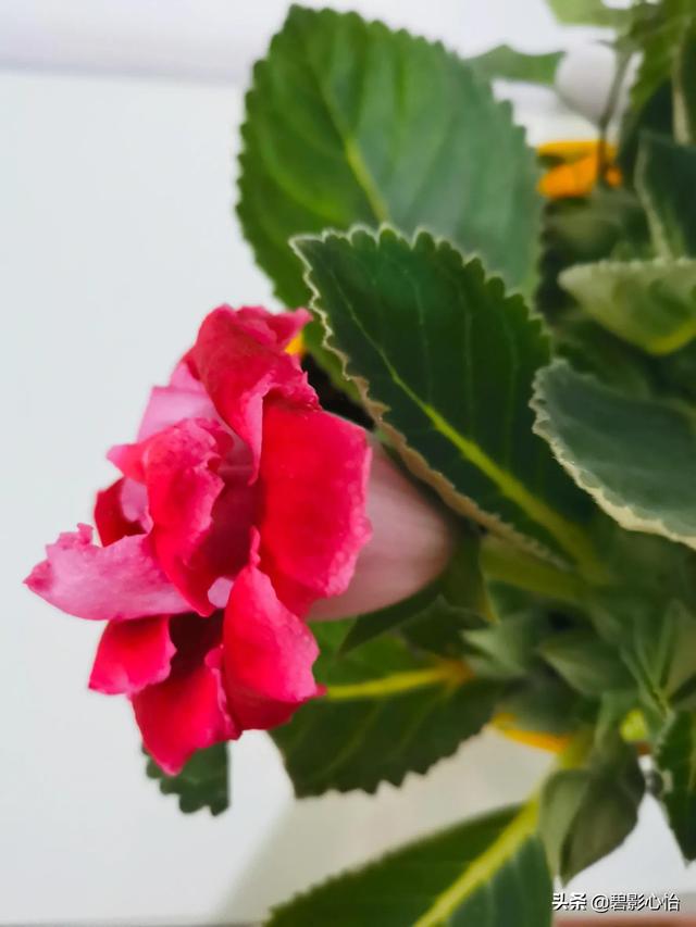 芙蓉花，芙蓉花的寓意和象征（如何养护才能让芙蓉花图片）