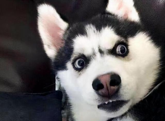 铁憨憨是什么意思,铁憨憨是什么意思(看似"威风凛凛")