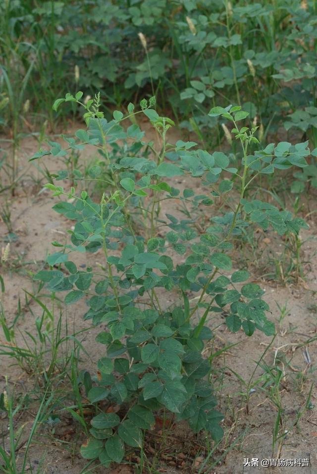 曼陀罗花的图片，曼陀罗花是什么（301味中药材的原植物彩色图谱）