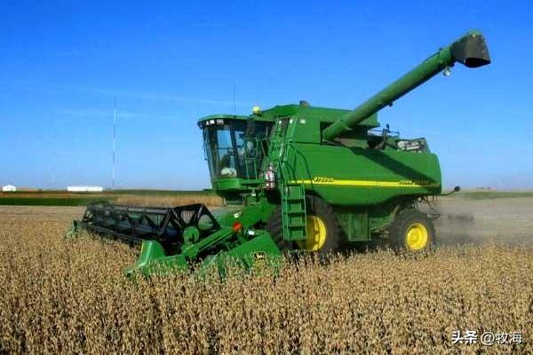 大豆和黄豆一样吗，大豆和黄豆是一个东西吗（泗洪发现的野生大豆）