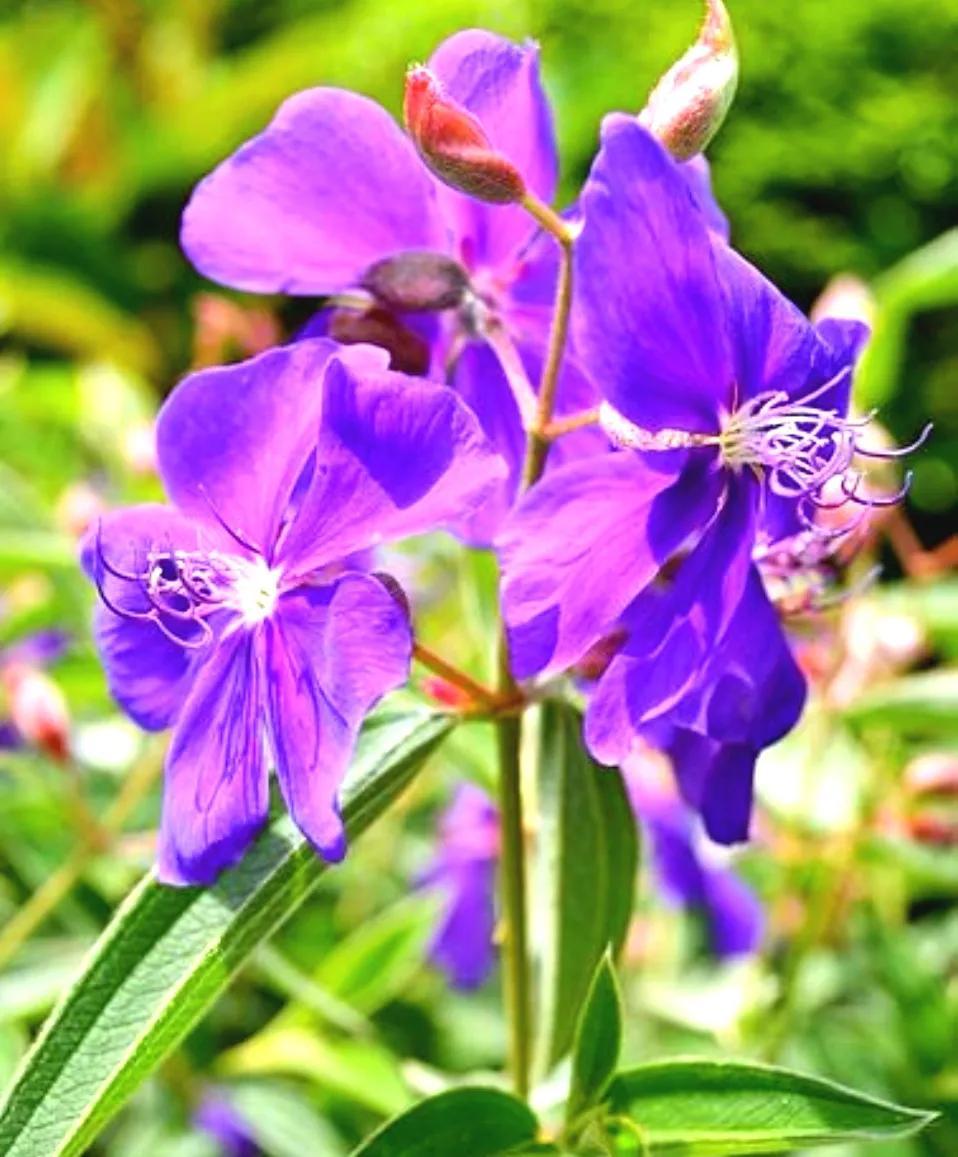 花儿的美好寓意是什么(花儿的美好寓意和象征) - 彝家农业网