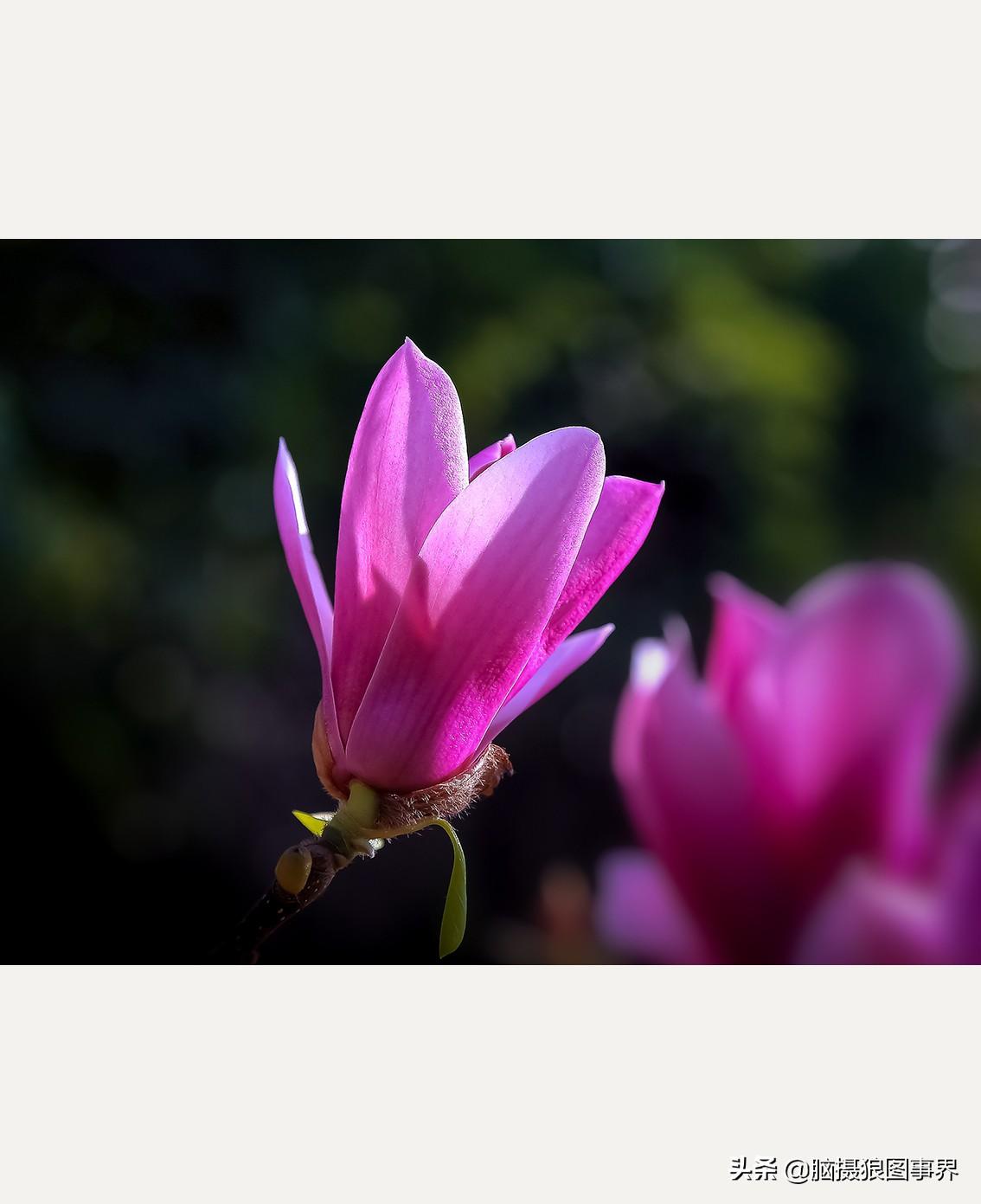 美丽玉兰花照片(玉兰花唯美图片意境图片) - 彝家农业网
