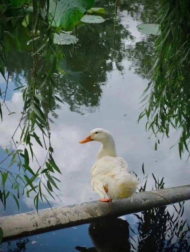 云南最好吃的野生菌在哪，中国最浪漫城市非她莫属