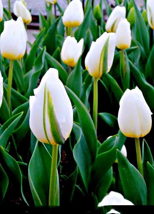 白色郁金香花语，郁金香的花语和传说（世界花后郁金香）