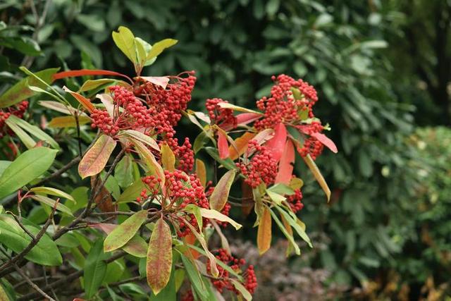 石楠花气味是什么味道，为什么路边种那么多