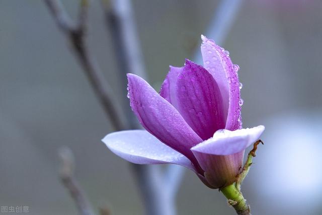 8月都有什么花开放，八月份有什么花开放（一年四季开花植物归纳总结）