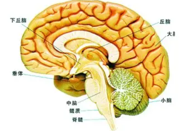 世界上有没有巨人，世界上真的存在巨人吗（中国2.48米“女巨人”）