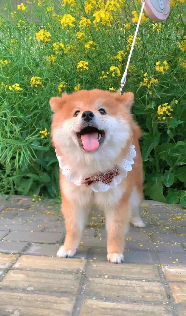 可爱漫画小狗头像微信，可爱漫画小狗头像（治愈系小柴狗头像）