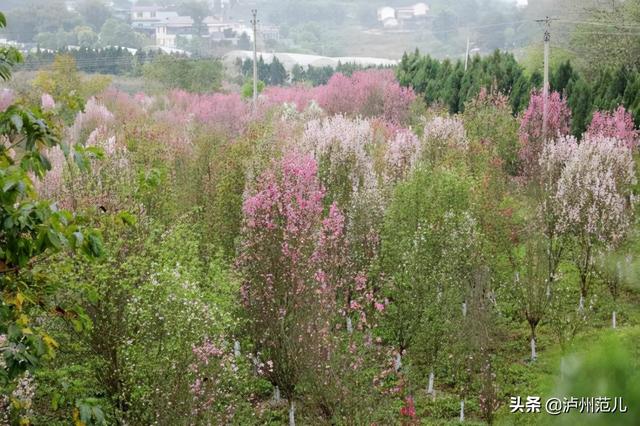 黄花风铃木寓意，龙马潭已变成花花世界