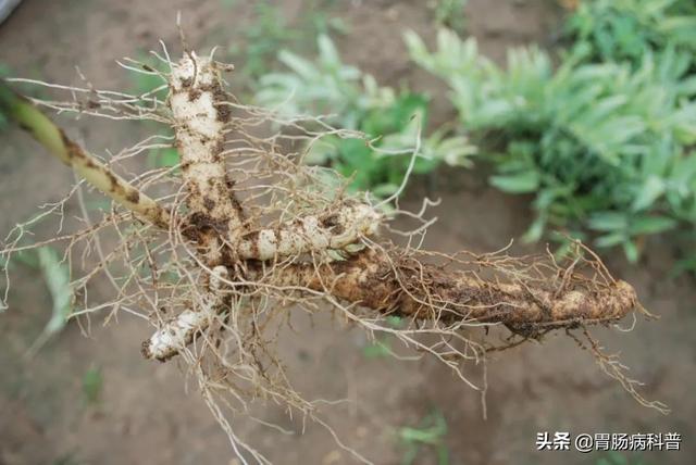 曼陀罗花的图片，曼陀罗花是什么（301味中药材的原植物彩色图谱）