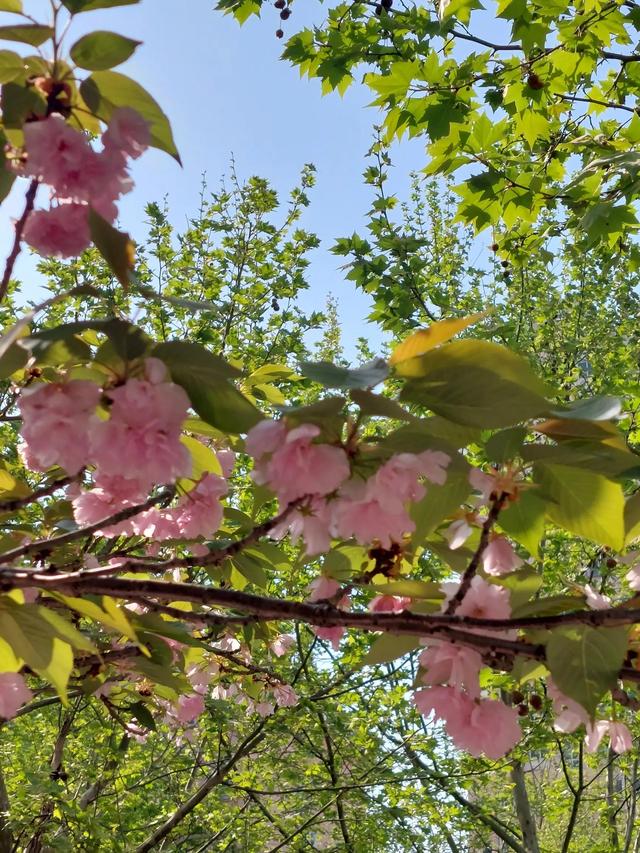 笑颜如花笑靥如花什么意思，笑靥如花什么意思（门当户对的爱情）