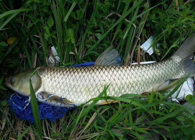 怎样钓到草鱼，怎样钓到草鱼苗（学会4个技巧2种钓法）