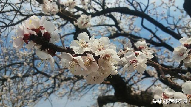 有关杏花的诗句，关于杏花的诗句有哪些（一枝红杏出墙来）