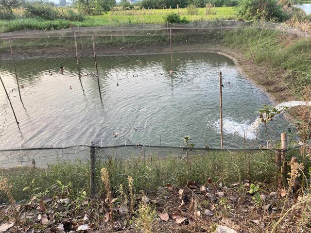 养殖泥鳅投资多少钱，养殖泥鳅要投资多少钱（农村人搞养殖去年天灾亏了20万本钱）
