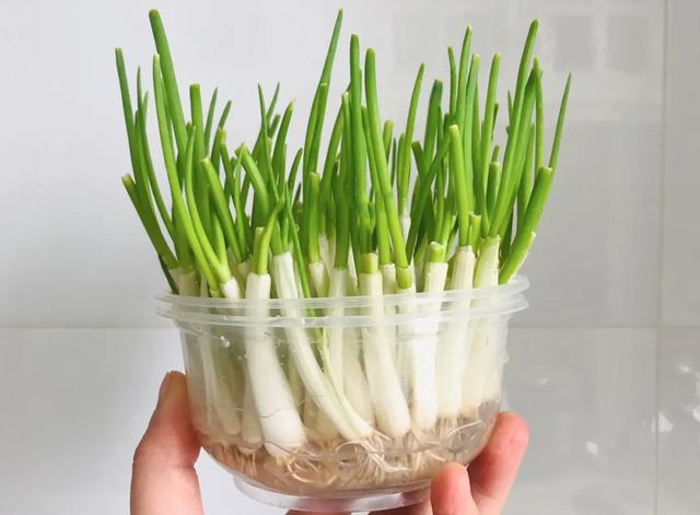 水培蔬菜有哪些，适合水培的蔬菜有哪些啊（轻松长成“小菜园”）