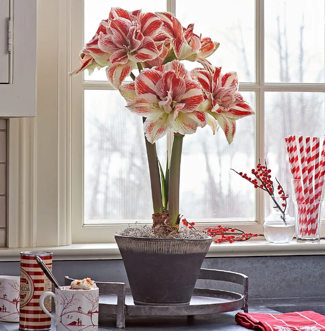 室内植物100种大盆栽，好养而又适合室内养殖的盆栽（园艺师给大家介绍10种适合室内养的花卉盆栽）