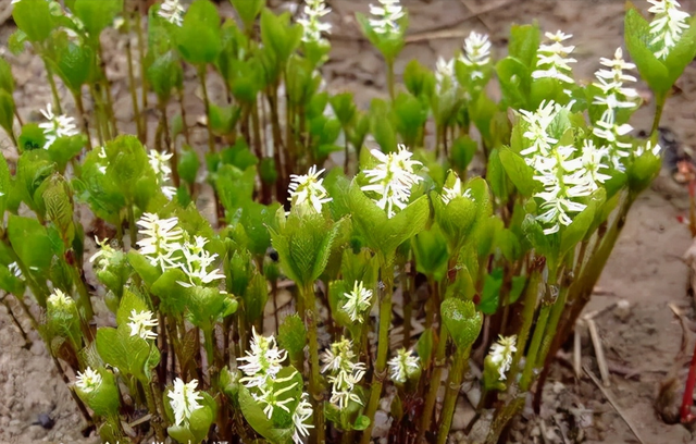 花，花好月圆人长久（72种鲜花欣赏图片）