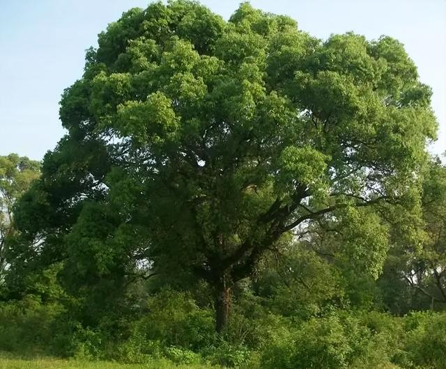 赣州市花是什么花，江西赣州市花是什么花（说说江西省11个地级市的市树、市花）