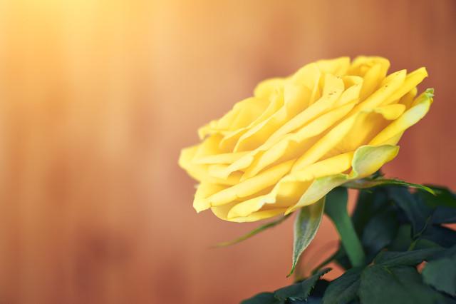 7朵玫瑰代表什么，7朵玫瑰代表什么意思（你会给谁送礼物呢）