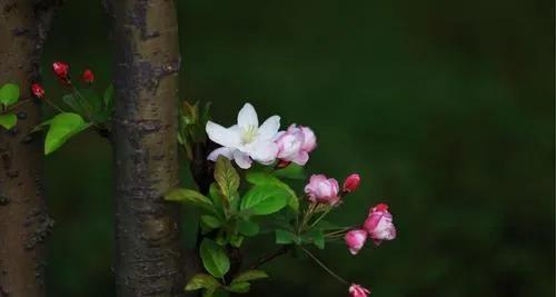 众生皆苦的意思，众生皆苦唯有自渡是什么意思（《次第花开》4句经典名言）