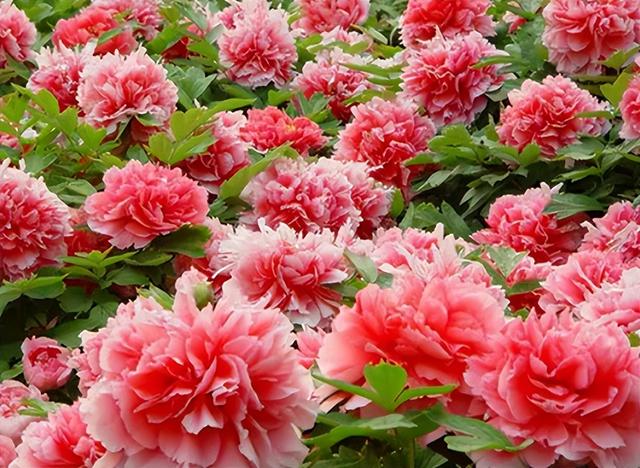 好听的树的名字，爱情树的名字大全简单而有寓意（5种“名花树”）