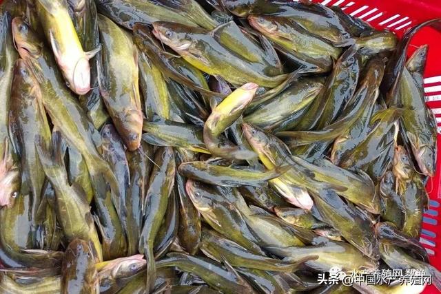 黄辣丁养殖成本与利润，在农村养殖黄腊丁（这个另类养殖模式）