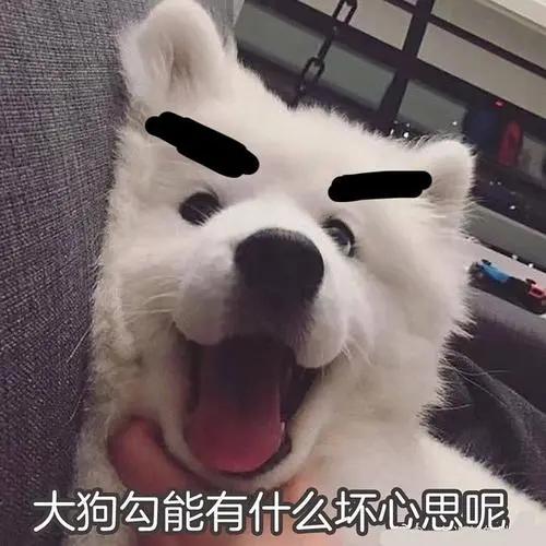 扒拉我是什么意思，东北话扒拉我是什么意思（为何狗狗经常用手“扒拉”我）