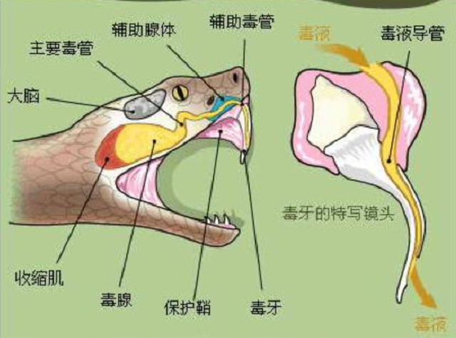 人类是灵长类动物吗，人类与灵长类动物的区别（自然界中几乎所有的动物）