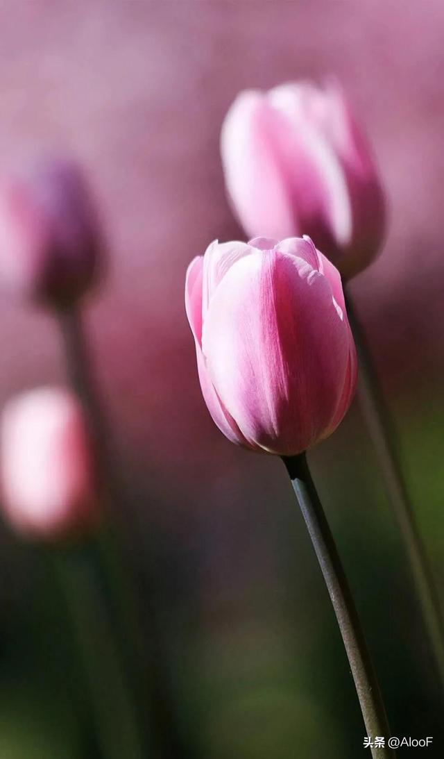 唯美鲜花背景图,唯美鲜花背景图片(唯美 , 鲜花壁纸高清图)