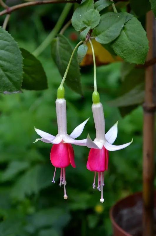 灯花有什么寓意，各种花灯的寓意（吉祥的灯笼花）