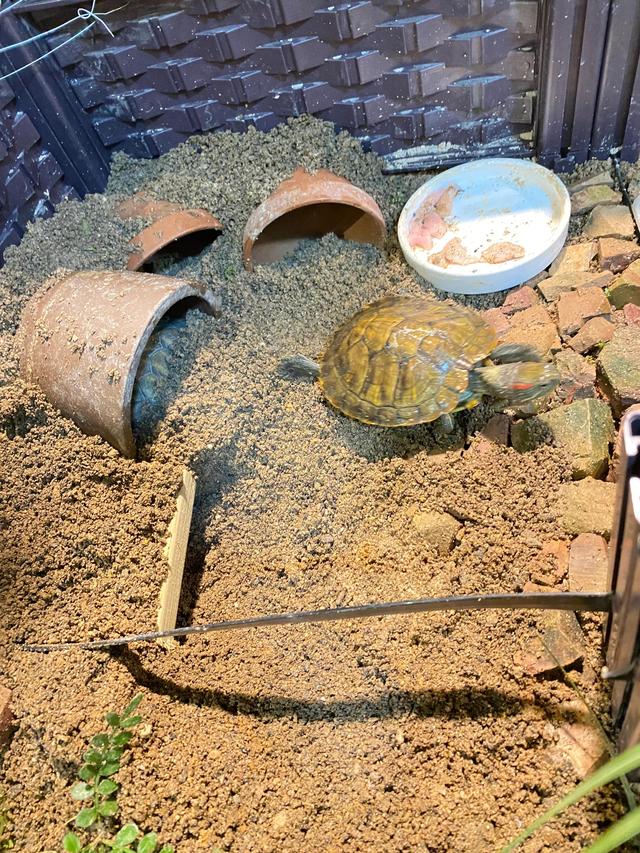 养乌龟最简单方法，看完之后，你学会了吗