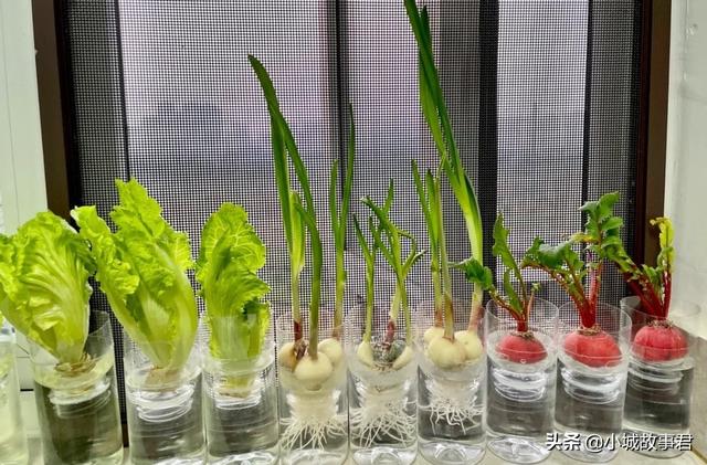 水培空心菜种植方法和技术，家庭水上空心菜种植方法（上海男子用水培法让蔬菜“再生”）