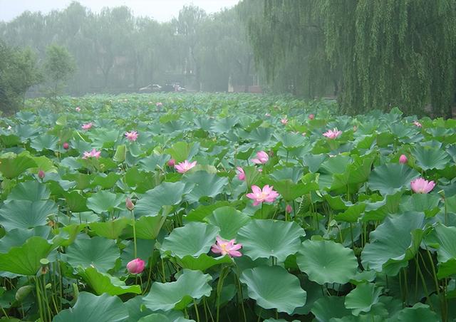 优美散文诗歌精选，优美的诗歌散文节选（来自塔里木《塔河文苑》的诗歌散文十篇）