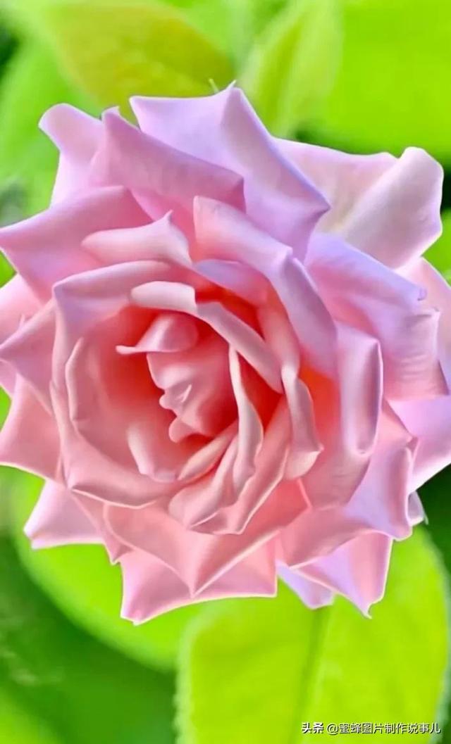 红玫瑰背景图，红玫瑰背景图ins（一朵朵玫瑰花绽放美丽的容颜）