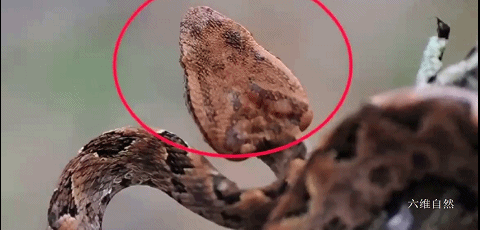 猫为什么可以跟毒蛇打架，猫和蛇打架猫不怕毒吗（重庆一只小猫叼着小毒蛇回家）