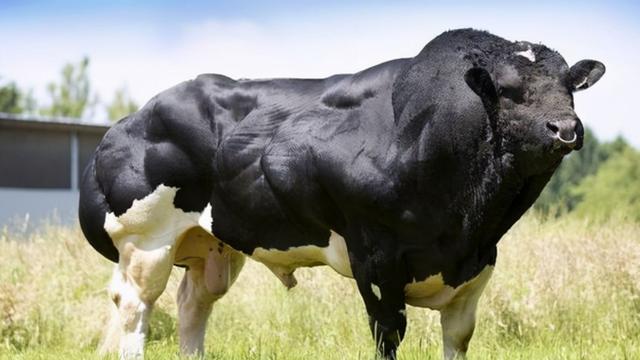 关于短角牛介绍，什么是长角牛（被改造的“畸形”产物）