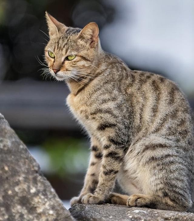 中国猫狸花猫图片