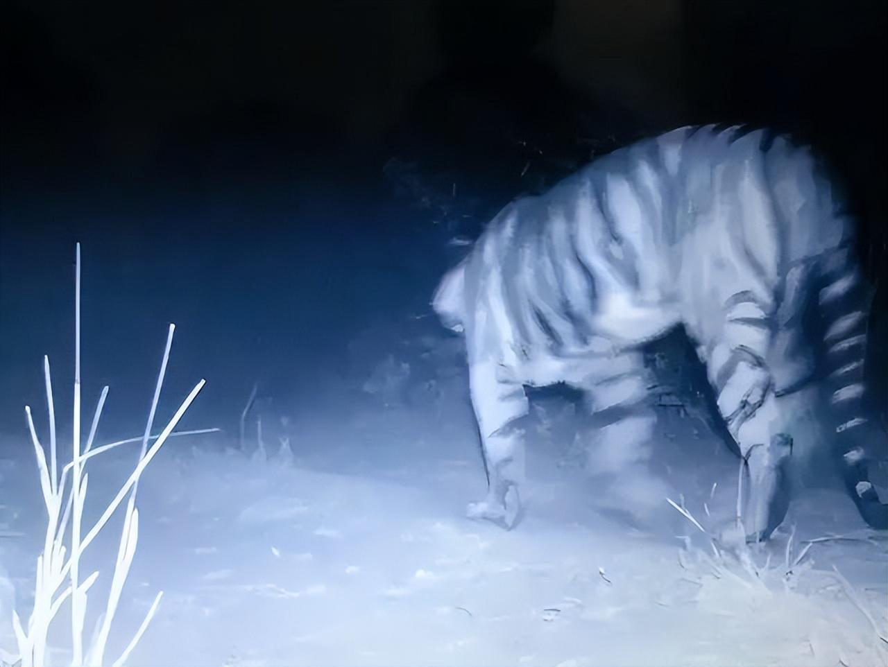 世界上已知的蓝虎基本都是在印度发现的,并且数量非常稀少,那在我国有