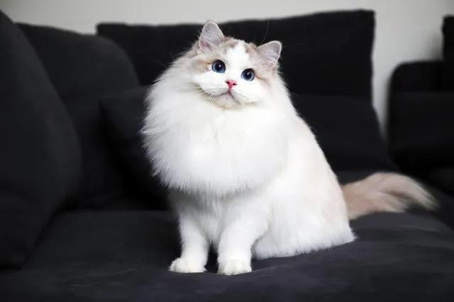 布偶猫怎么看品相，布偶猫价格多少钱一只（很多人养的都是串的）