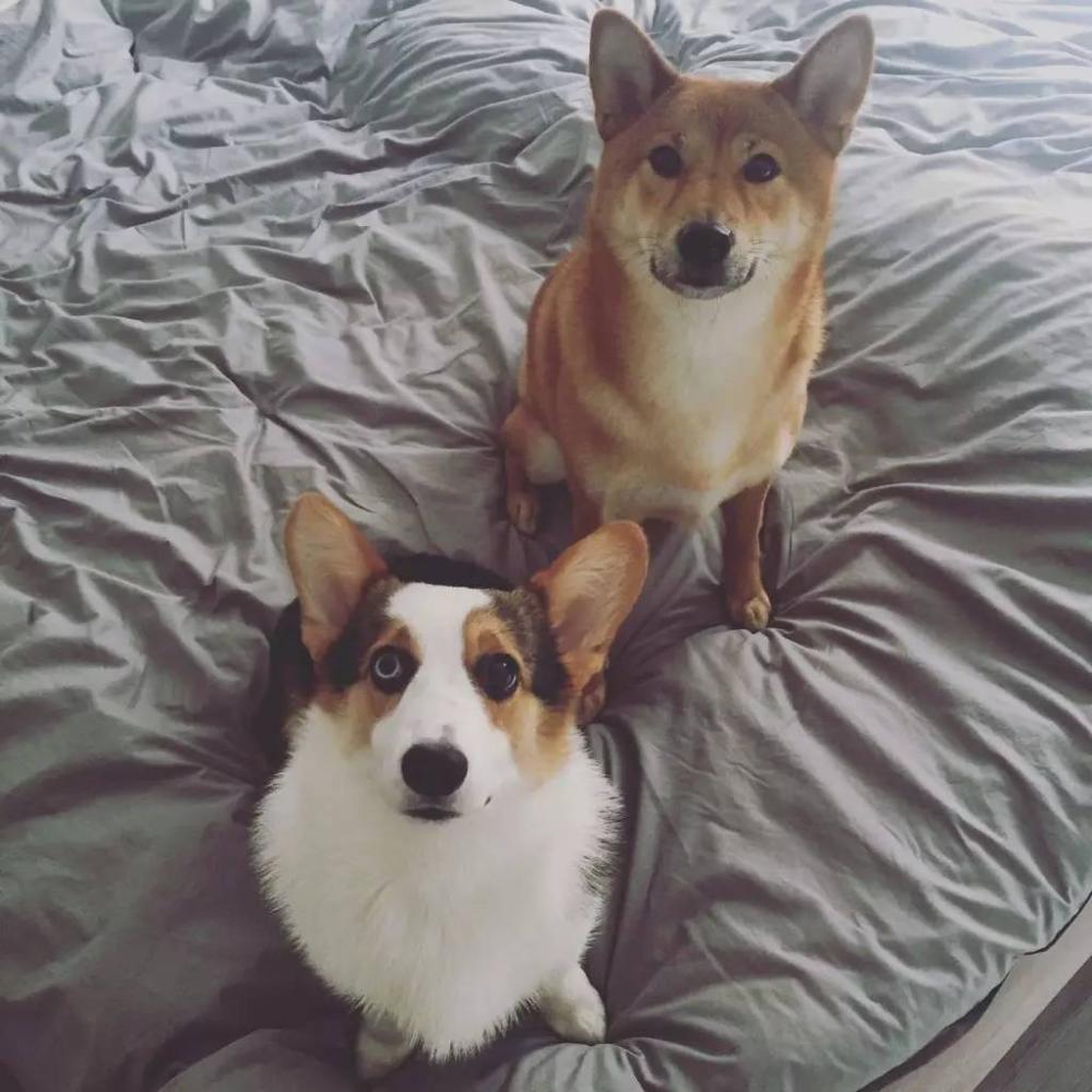 柴犬和柯基(柴犬和柯基的串串)